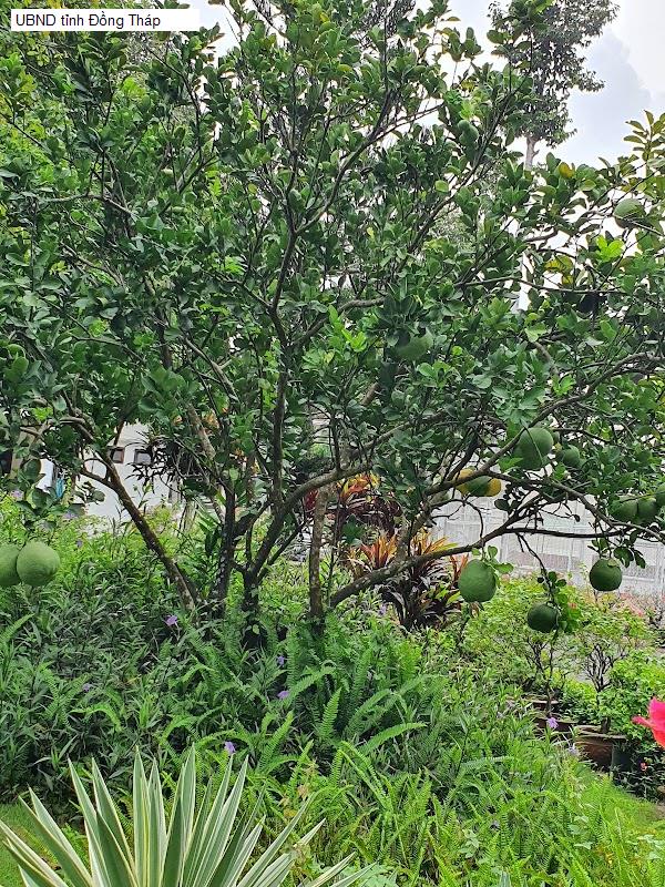 UBND tỉnh Đồng Tháp